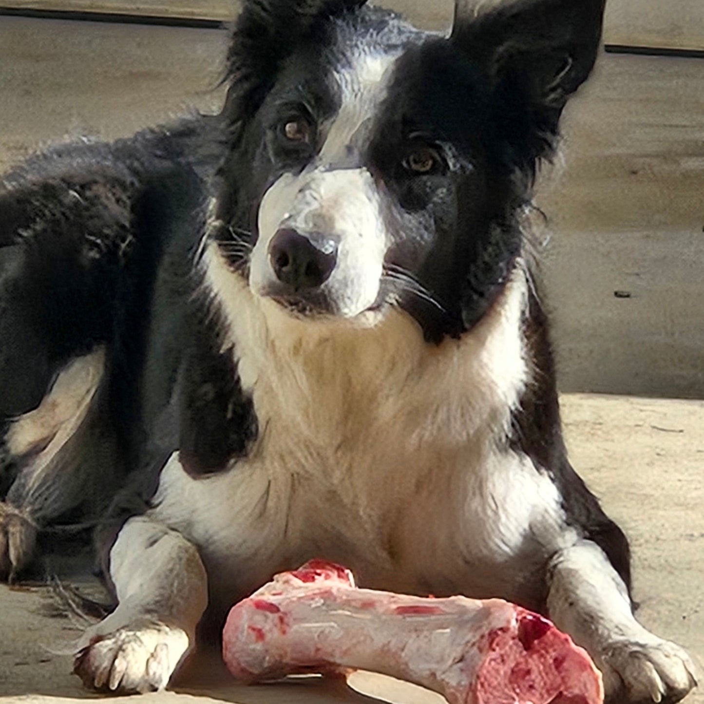 Dog Bone Box - 10 lbs