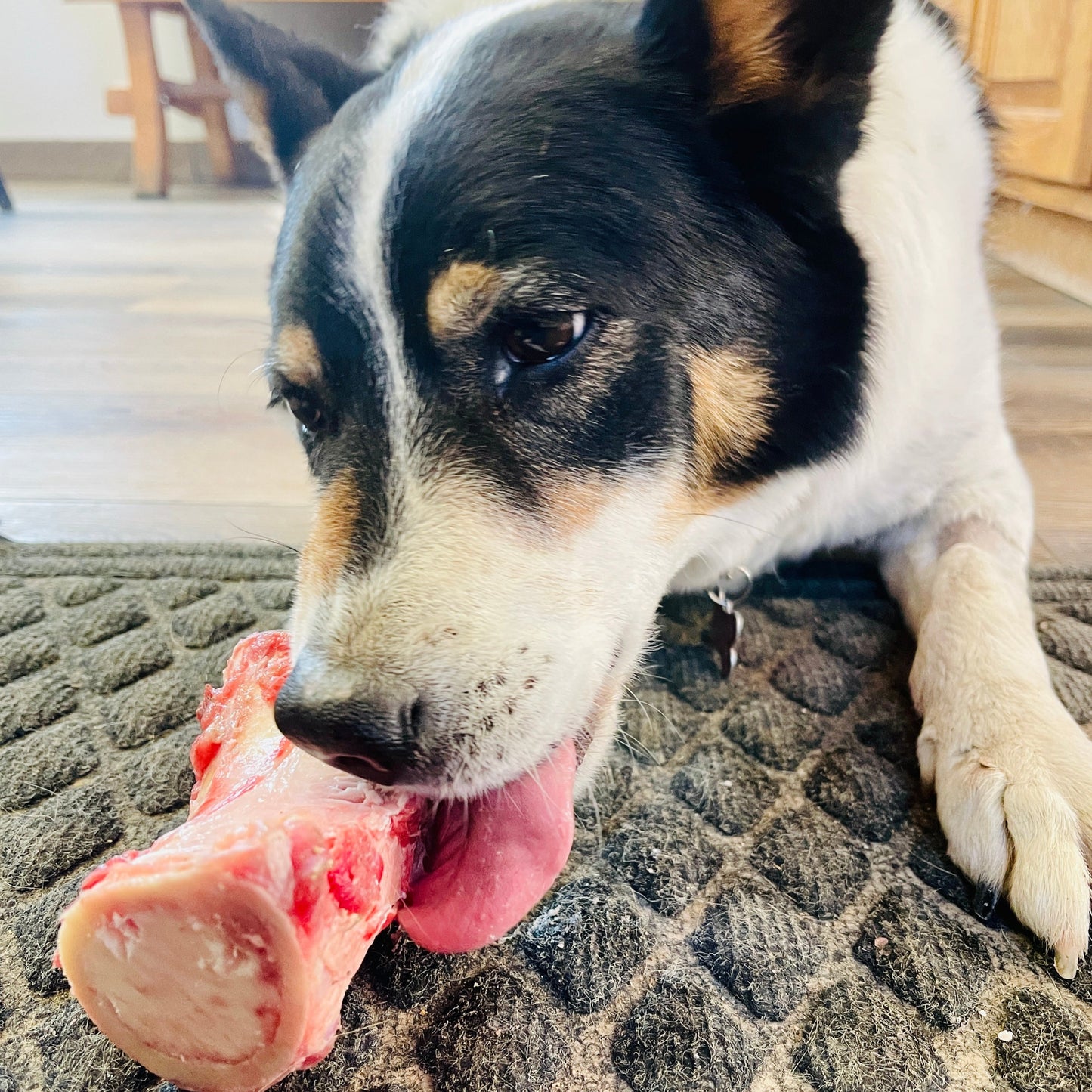 Dog Bone Box - 10 lbs