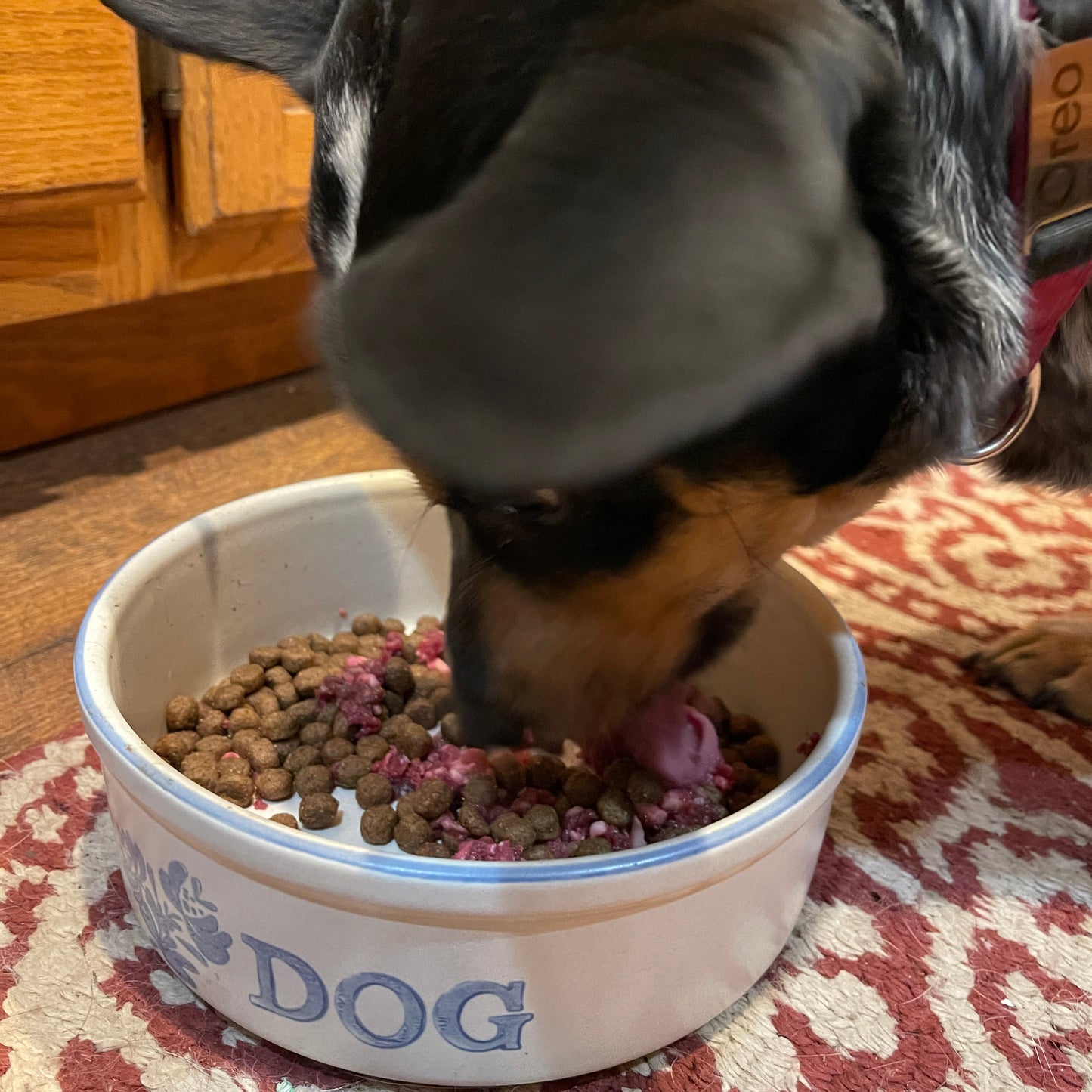 Dog (or Cat) Pet Food Organ Blend - 10 lbs.