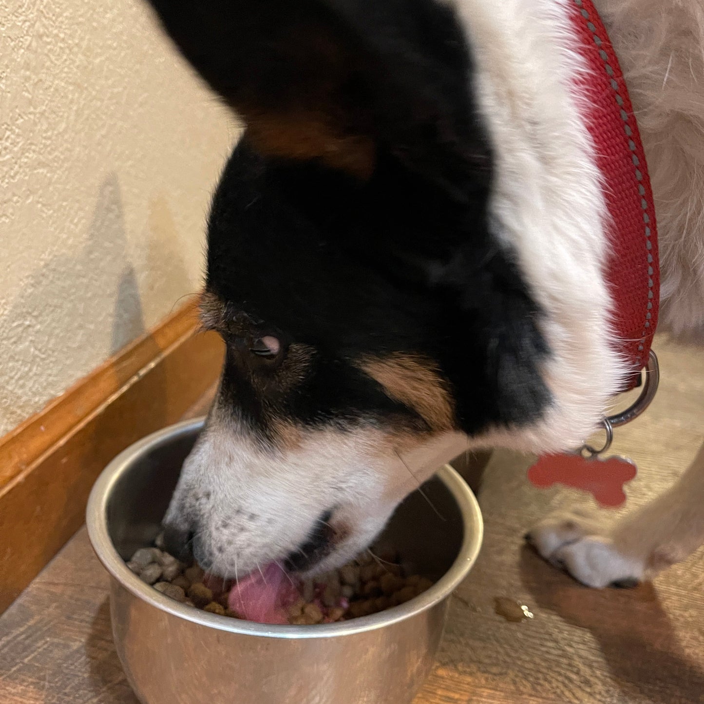 Dog (or Cat) Pet Food Organ Blend - 10 lbs.