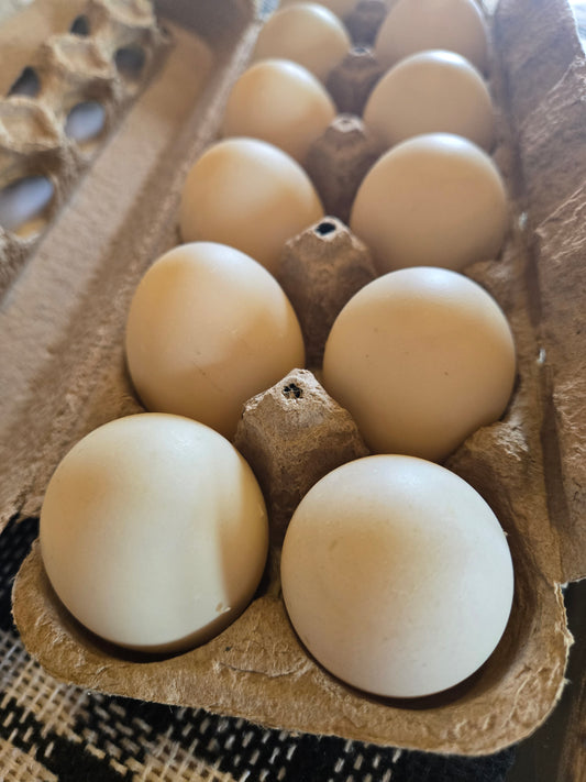 Farm Fresh Eggs